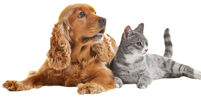 A happy, well-cared-for pet with Lil' Rascals Pet Sitting